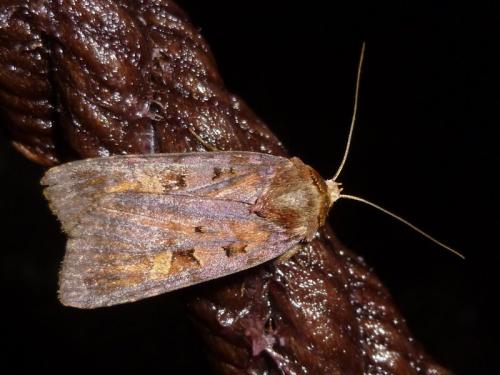 Diarsia brunnea