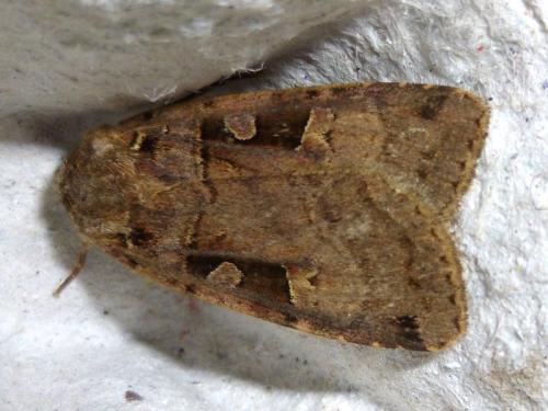 Xestia triangulum