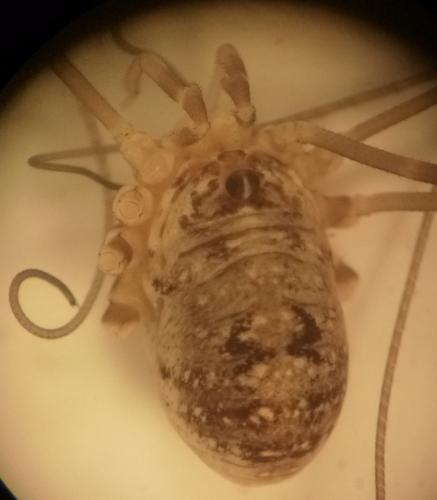 Amilenus aurantiacus