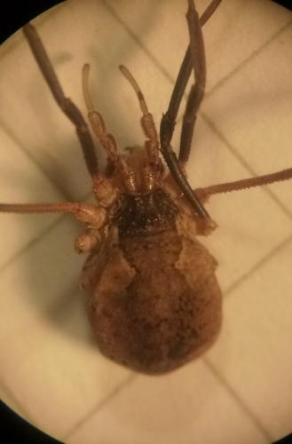 Mitopus morio