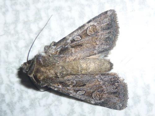 Réf. 132 521 : Euxoa sp.