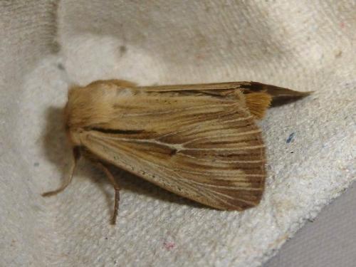 Leucania comma