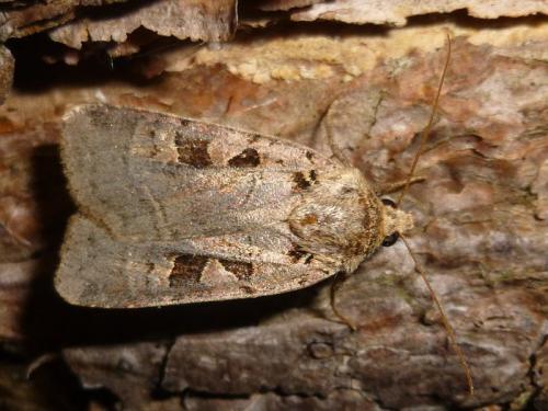 Xestia triangulum