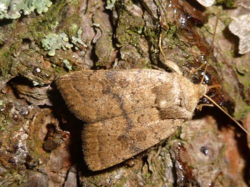 Réf. 132 529 : Hoplodrina octogenaria
