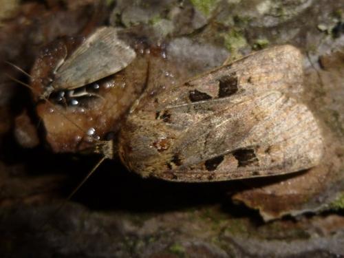 Xestia triangulum