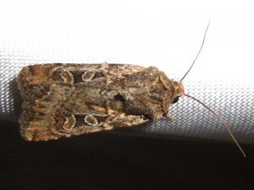 Euxoa nigrofusca