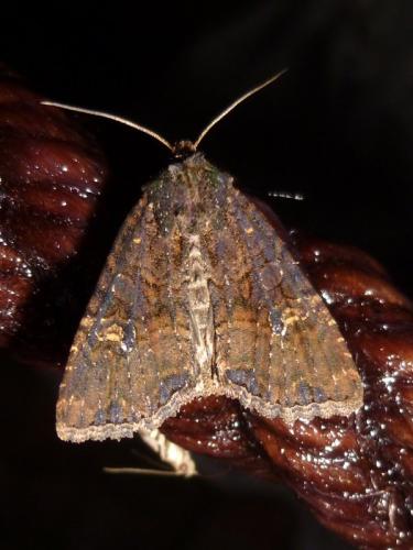 Réf. 132 572 : Mesapamea sp.