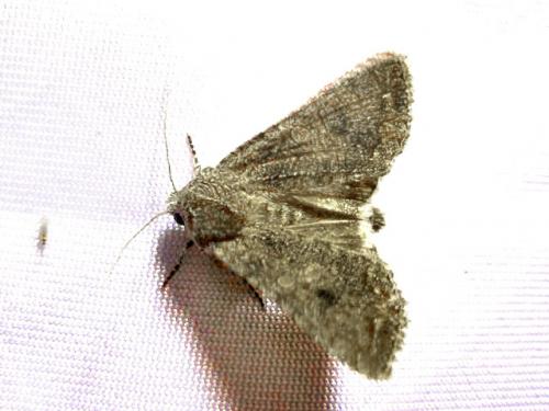 Anarta trifolii