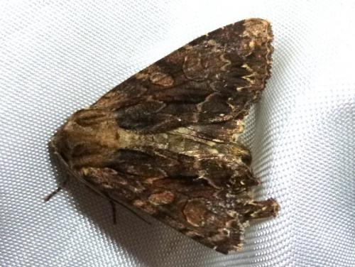 Apamea monoglypha