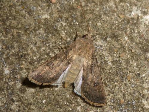 Réf. 132 523 : Agrotis segetum