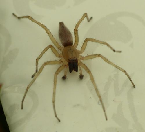 Réf. 132 672 : Clubiona terrestris