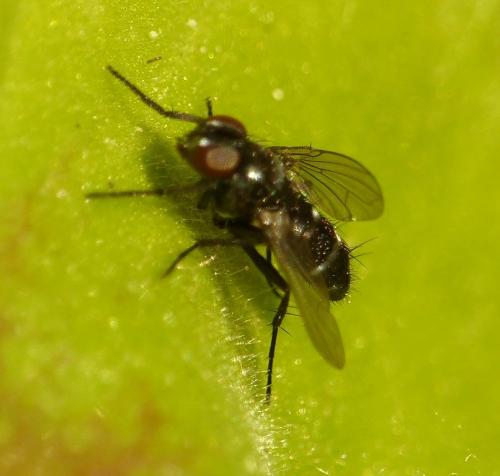 Réf. 132 532 : Phania sp.