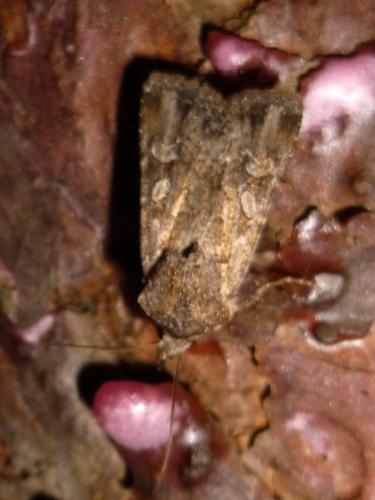 Euxoa sp.