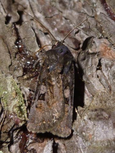 Euxoa sp.