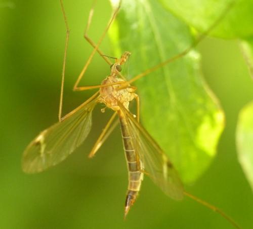 Tipula sp.