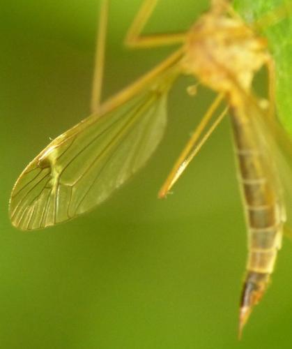 Tipula sp.