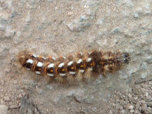 Acronicta rumicis