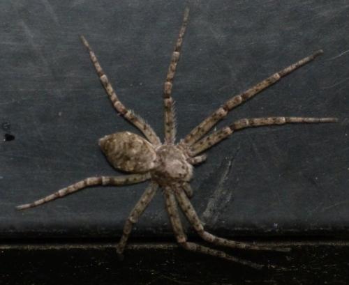 Philodromus sp.