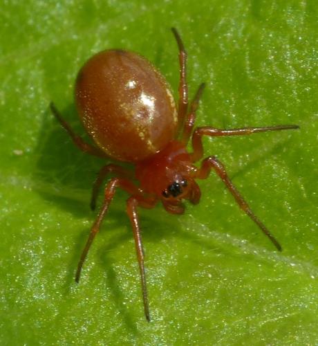 Réf. 132 671 : Hypsosinga sanguinea