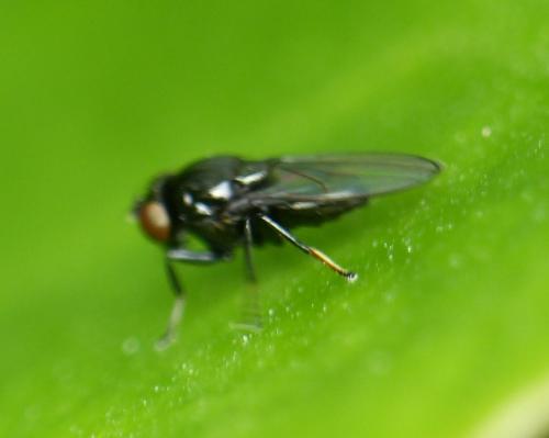 Réf. 132 814 : Madiza glabra