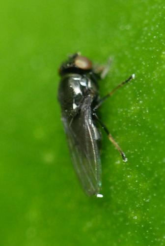 Réf. 132 813 : Madiza glabra