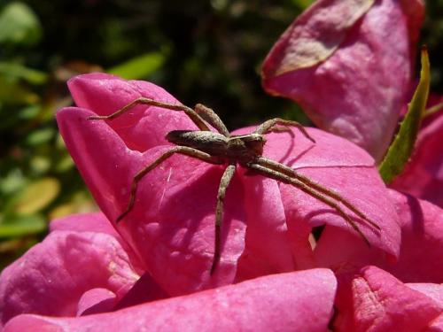 Pisaura mirabilis