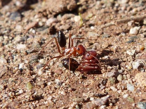 Cataglyphis sp.