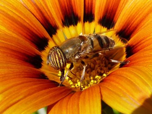 Réf. 132 612 : Eristalinus taeniops