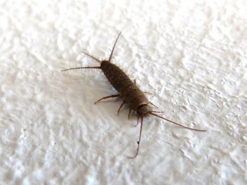 Ctenolepisma sp.