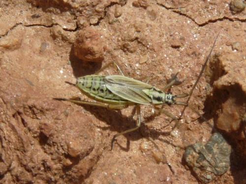 Leptopterna dolabrata