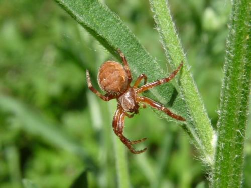 Larinioides patagiatus