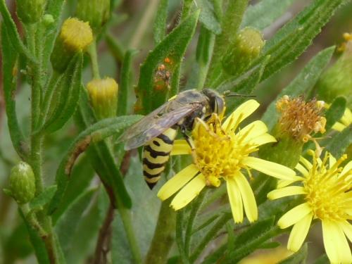 Réf. 132 717 : Bembix oculata