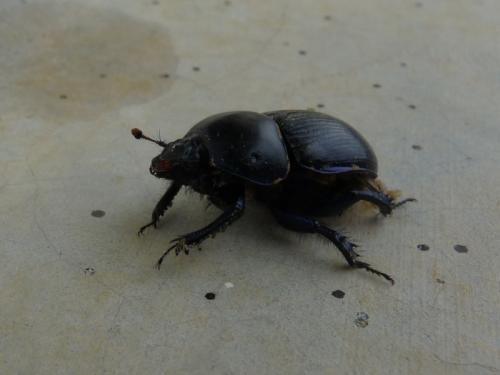 Geotrupes sp.