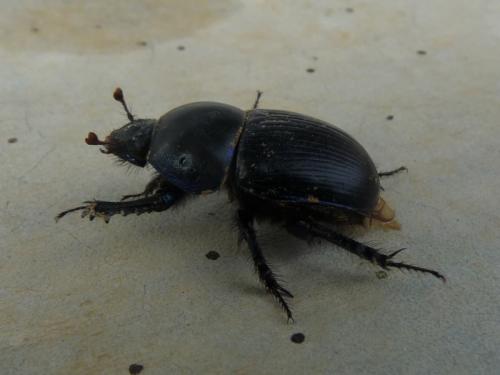 Geotrupes sp.