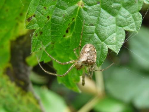Metellina sp.