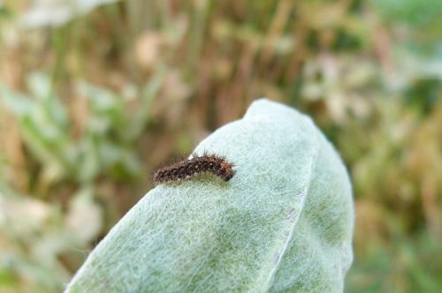 Eilema griseola
