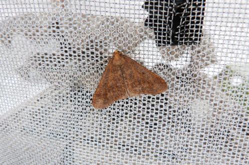 Erannis defoliaria