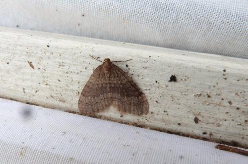 Operophtera brumata