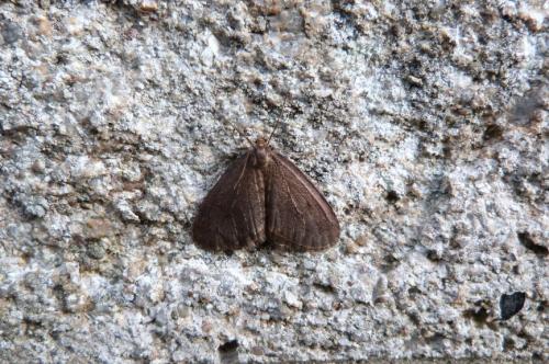 Operophtera brumata