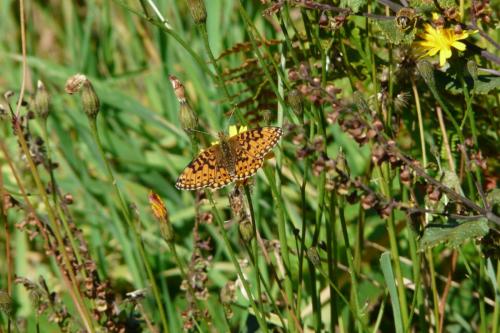 Boloria selene