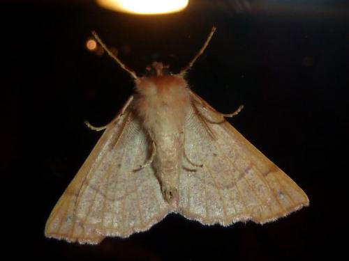 Colotois pennaria