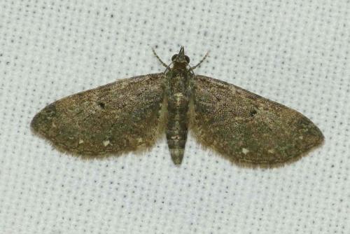 Réf. 132 181 : Eupithecia tripunctaria