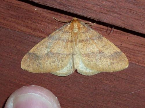 Agriopis aurantiaria