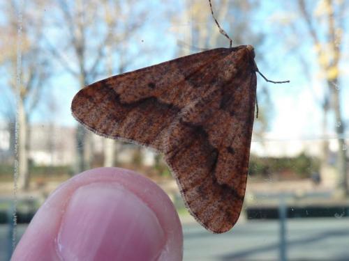 Erannis defoliaria