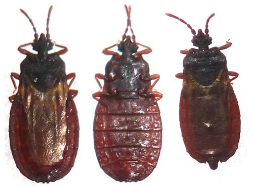 Réf. 132 343 : Aneurus laevis