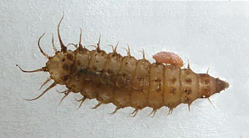 Fannia canicularis