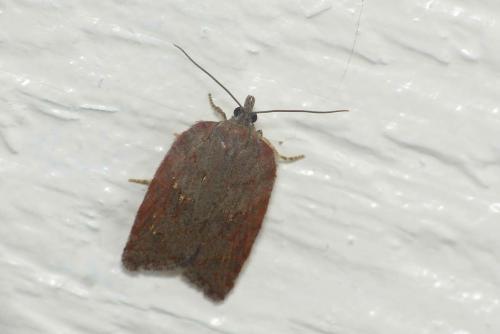 Acleris sp.