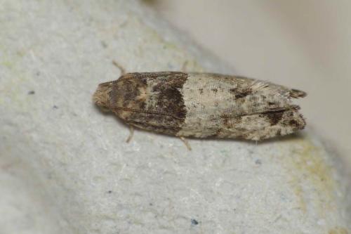 Réf. 132 462 : Gypsonoma aceriana