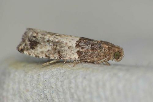Gypsonoma aceriana