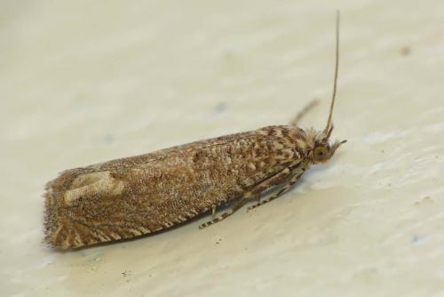 Pelochrista sp.